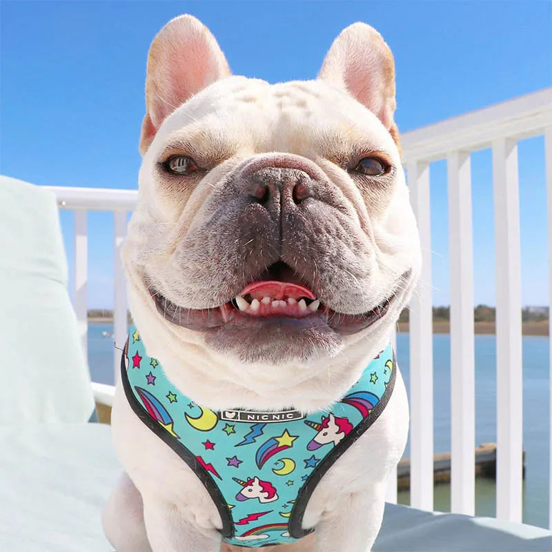 FRENCH LOVER™| HARNAIS BOULEDOGUE FRANÇAIS
