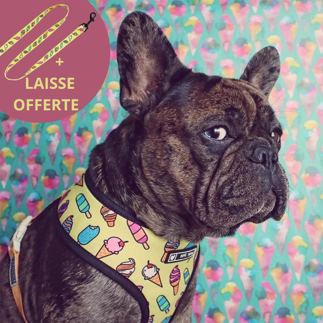 FRENCH LOVER™| HARNAIS BOULEDOGUE FRANÇAIS