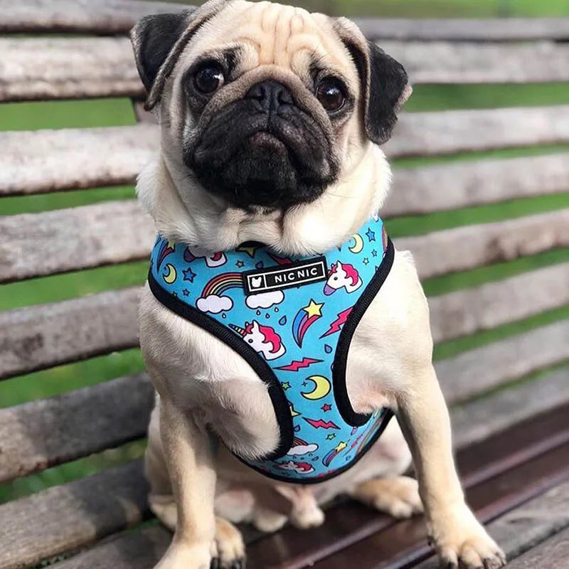 FRENCH LOVER™| HARNAIS BOULEDOGUE FRANÇAIS