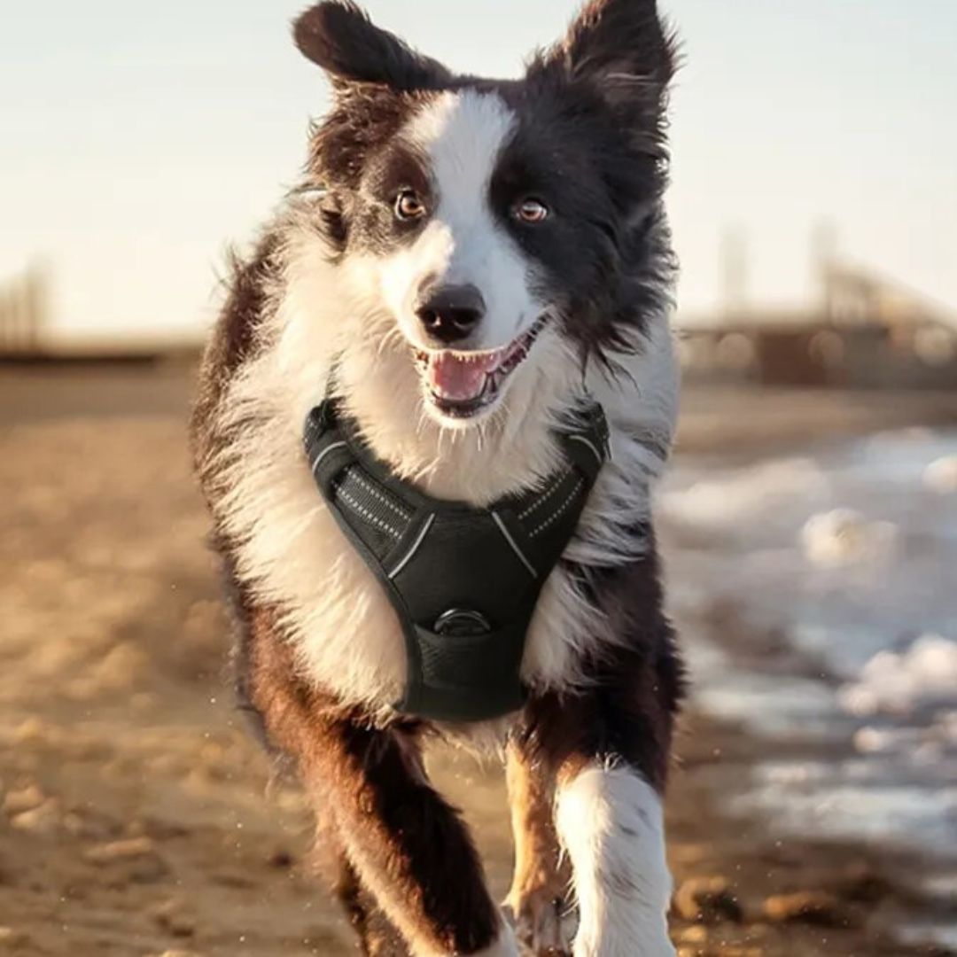 ANTI-PULL HARNESS™ | HARNAIS CHIEN QUI TIRE