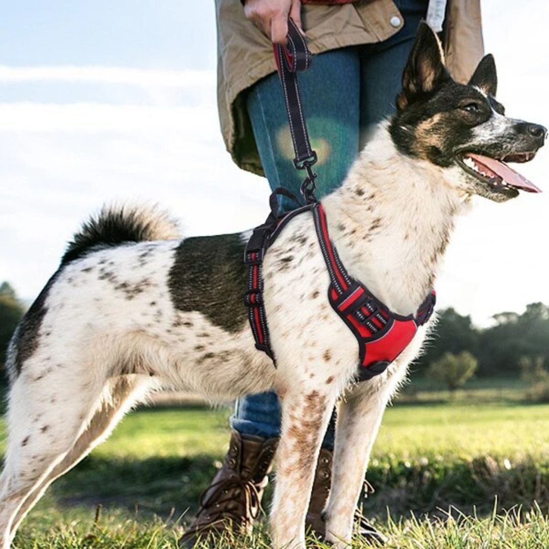 RELAX HARNESS™ | HARNAIS CHIEN ANTI TRACTION