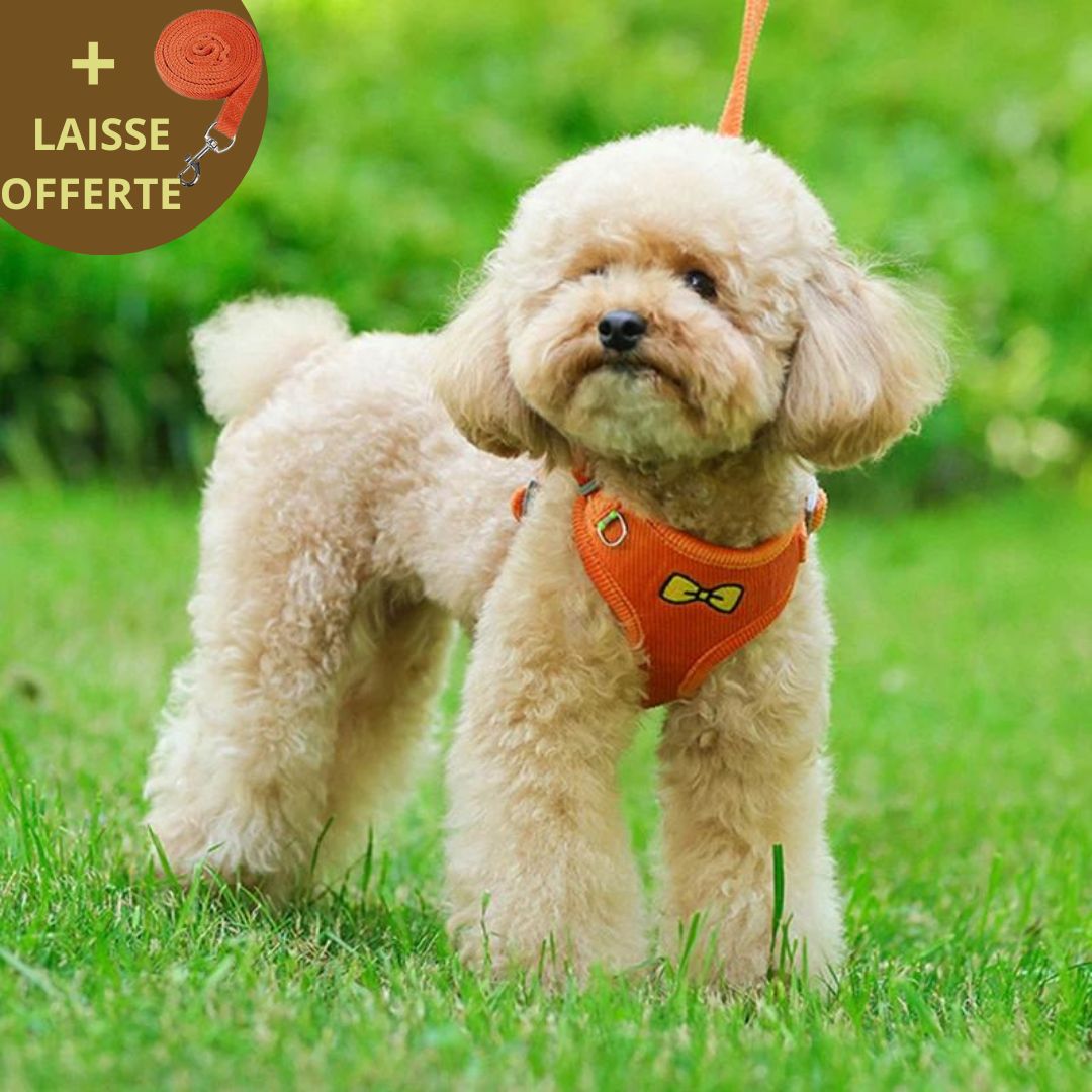 FRENCH CHIC HARNESS™ | HARNAIS CHIEN LUXE