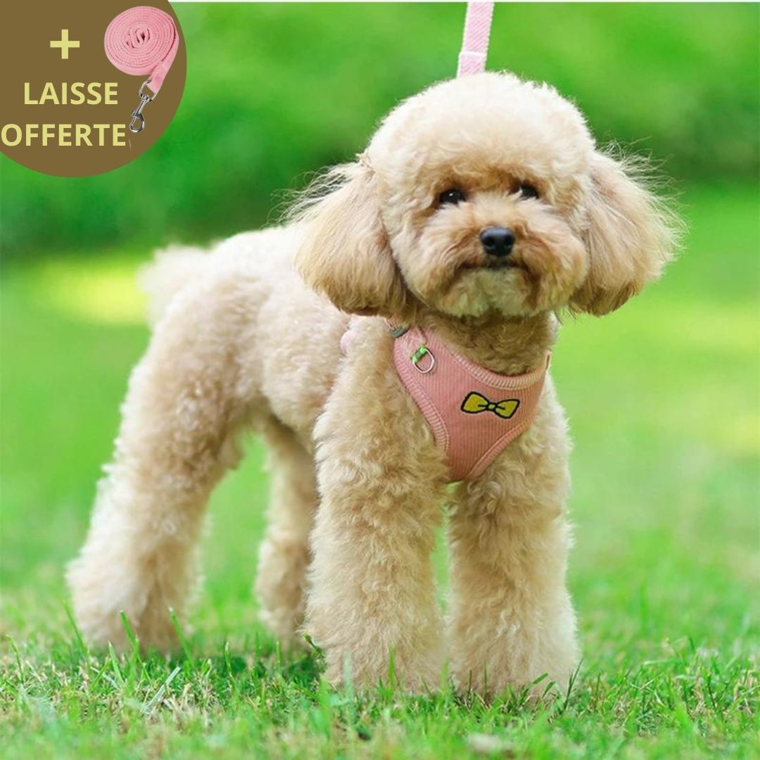 FRENCH CHIC HARNESS™ | HARNAIS CHIEN LUXE