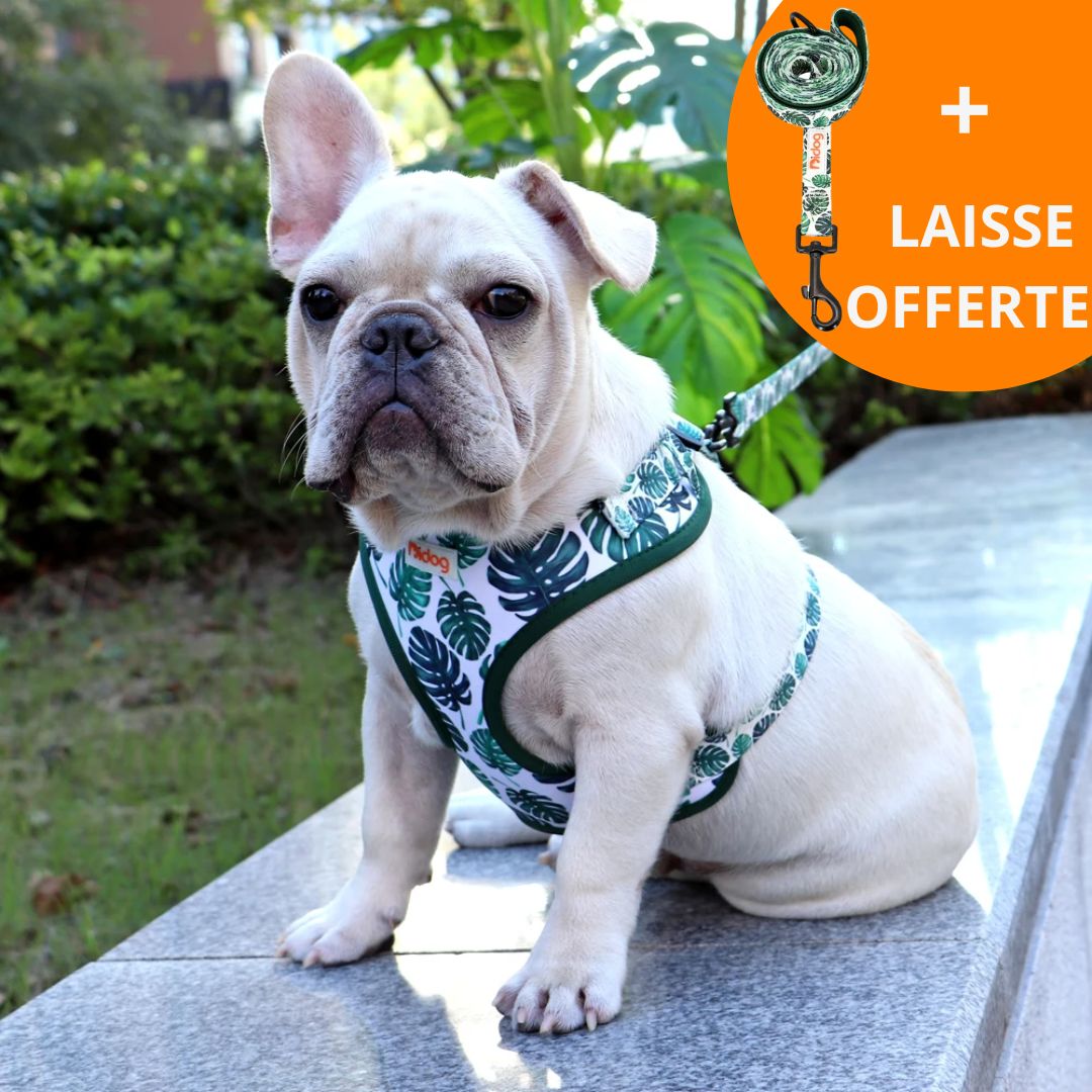 TENUE DE SOIRÉE™| HARNAIS CHIEN ORIGINAL
