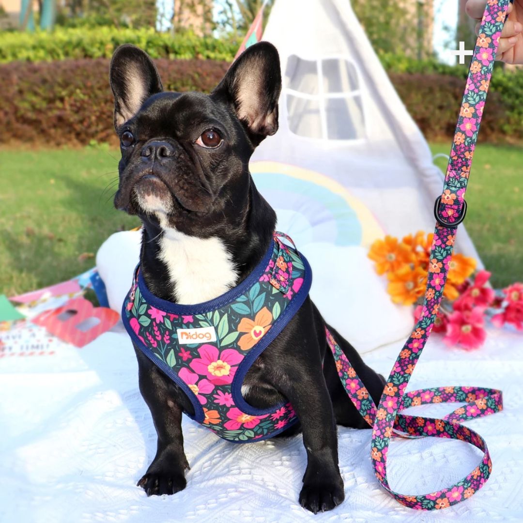 PARTY TIME™| HARNAIS CHIEN ORIGINAL