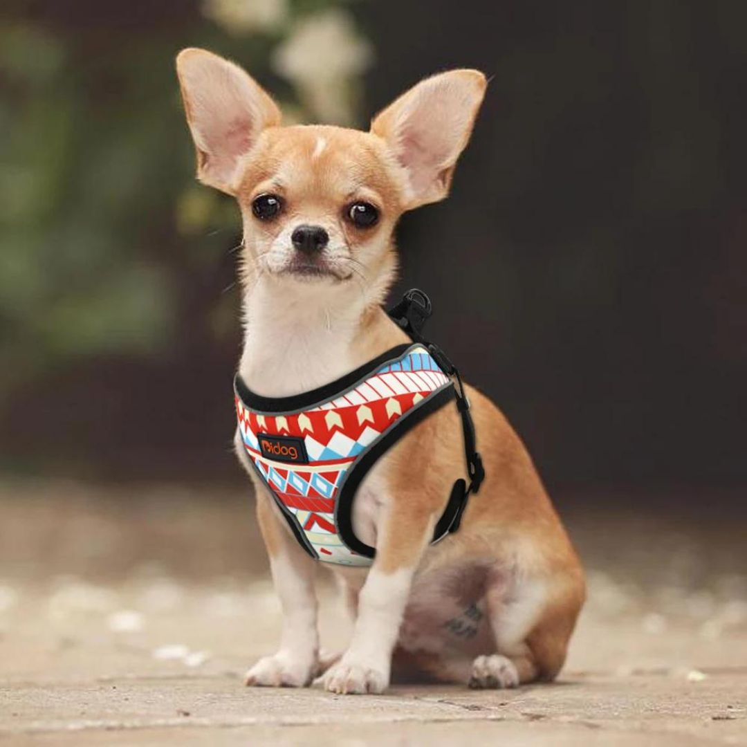 BOGOSSE™| HARNAIS CHIHUAHUA