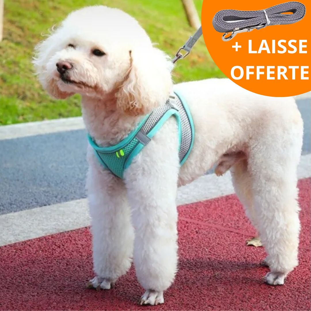 WALKY LIGHT™ | HARNAIS PETIT CHIEN