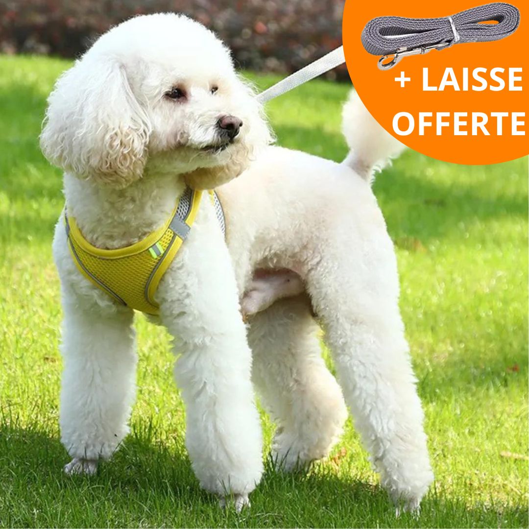 WALKY LIGHT™ | HARNAIS PETIT CHIEN