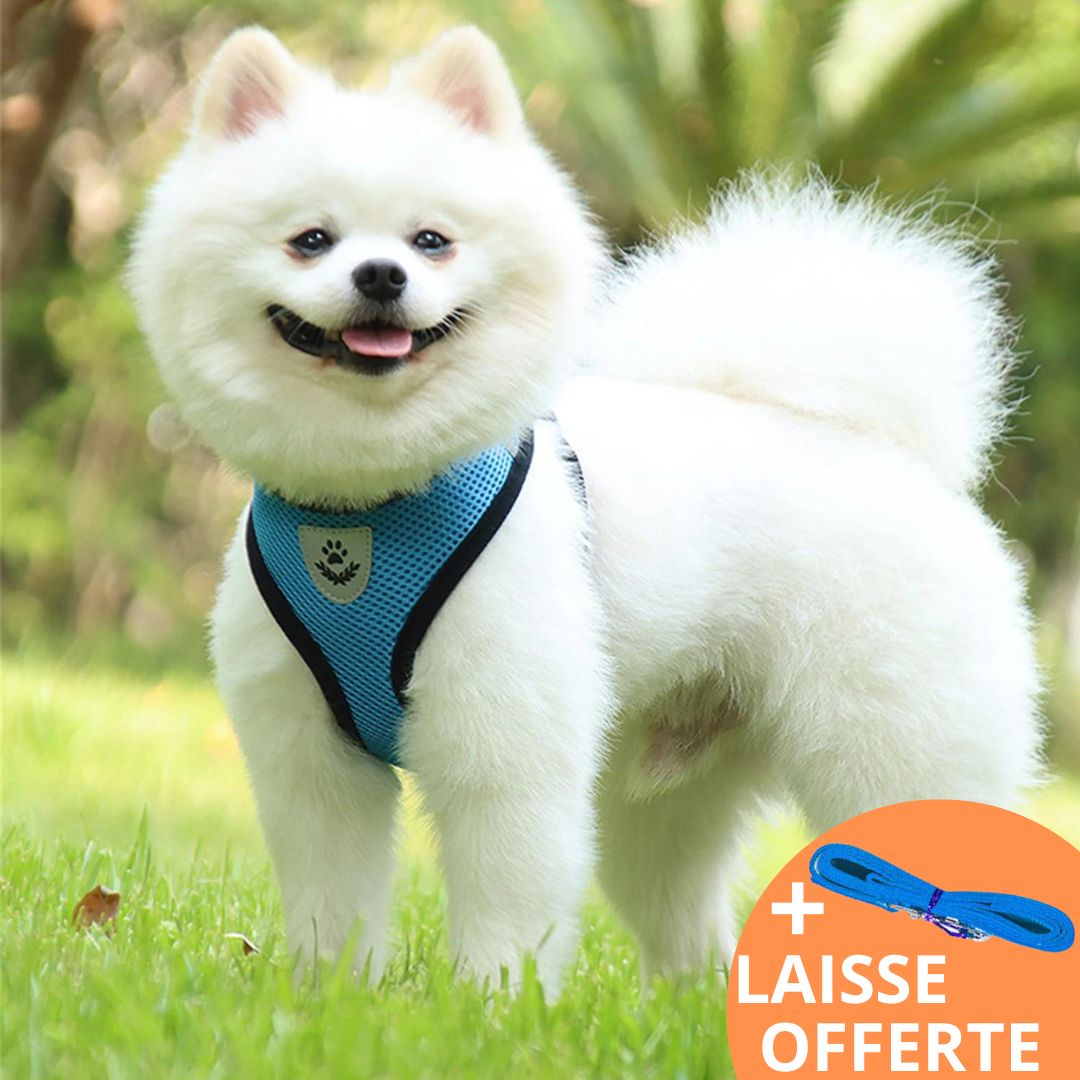 COSY HARNESS™| HARNAIS PETIT CHIEN