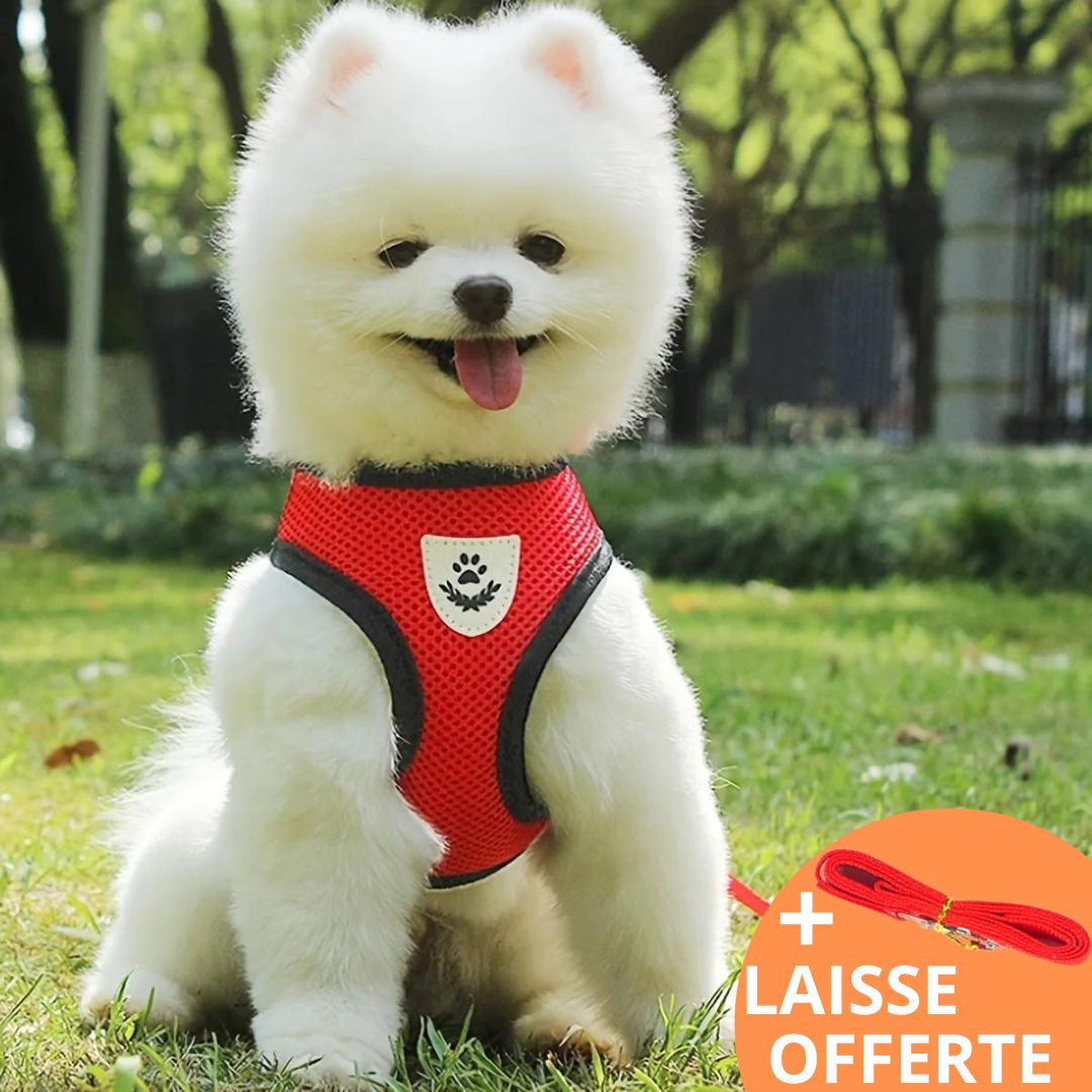 COSY HARNESS™| HARNAIS PETIT CHIEN