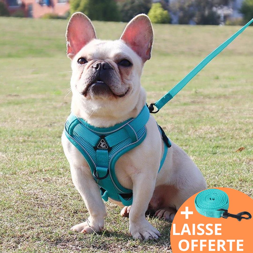 COOL HARNESS™ | HARNAIS PETIT CHIEN