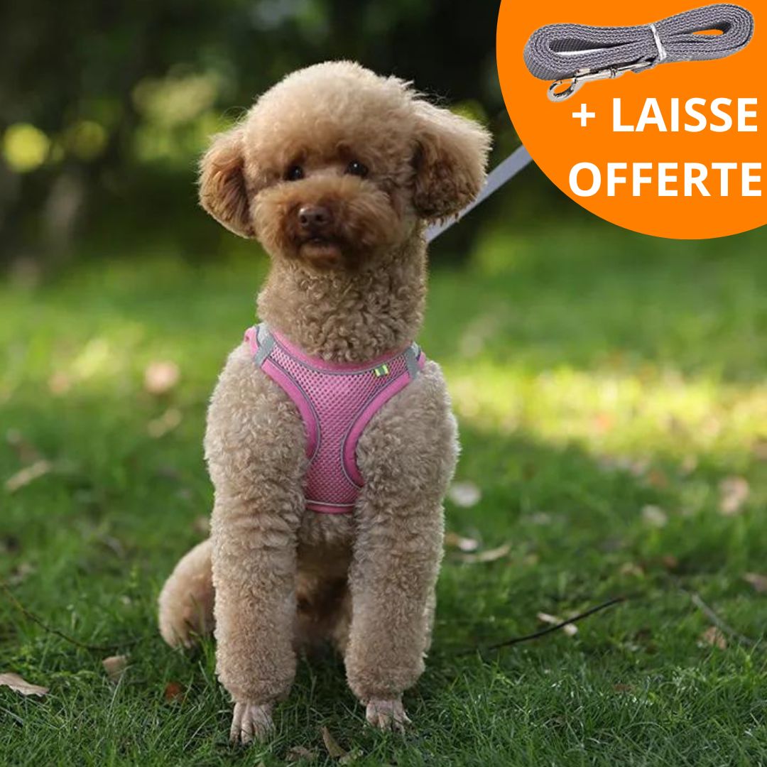 PANTHÈRE ROSE™ | HARNAIS CHIEN ROSE
