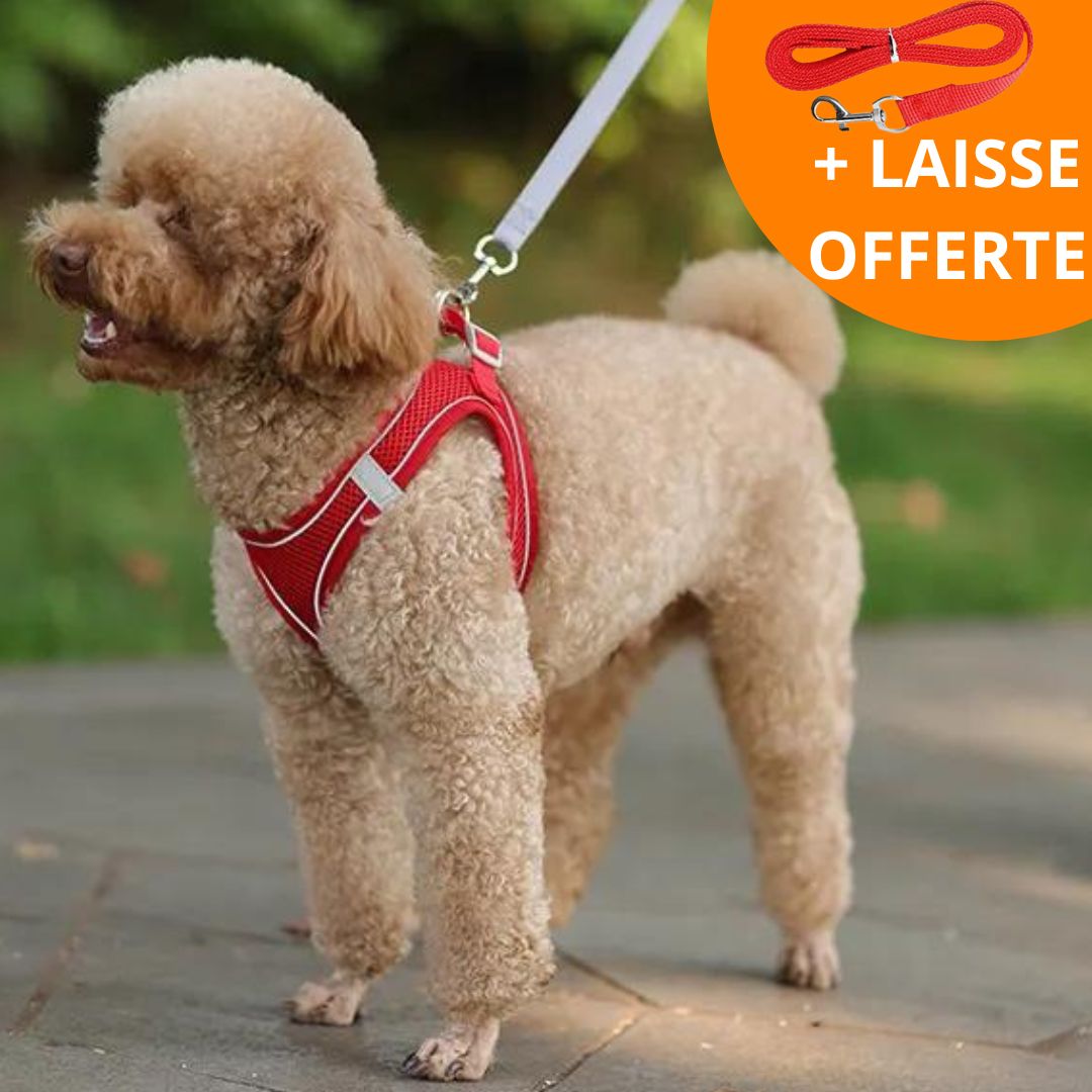WALKY LIGHT™ | HARNAIS PETIT CHIEN