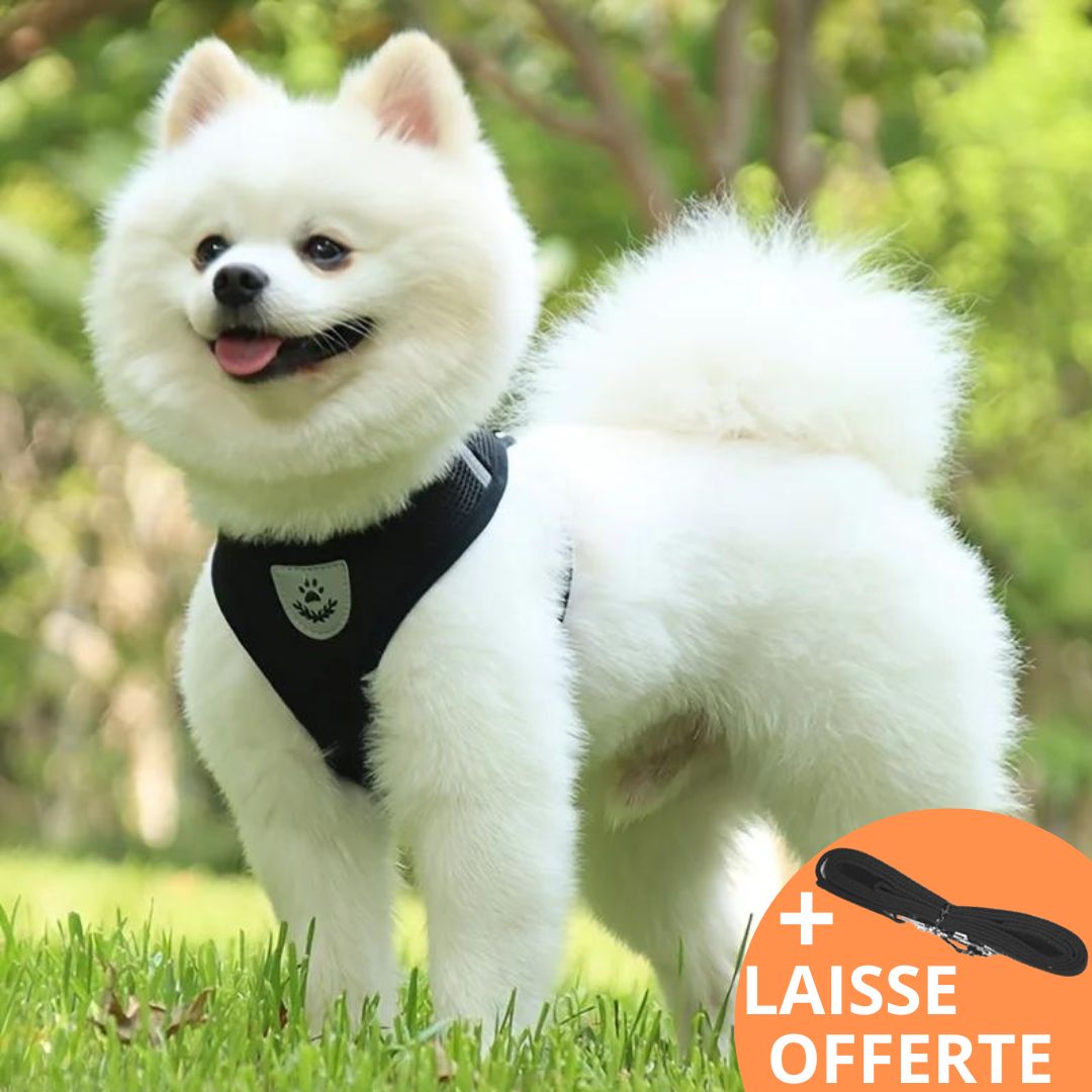 COSY HARNESS™| HARNAIS PETIT CHIEN