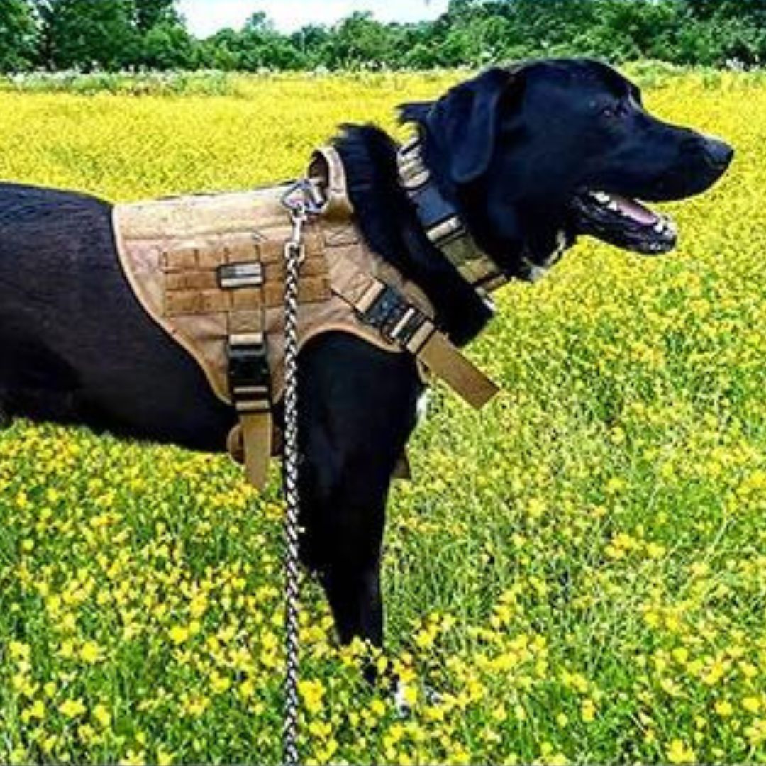 TACTIC EXPERT™ | HARNAIS TACTIQUE CHIEN