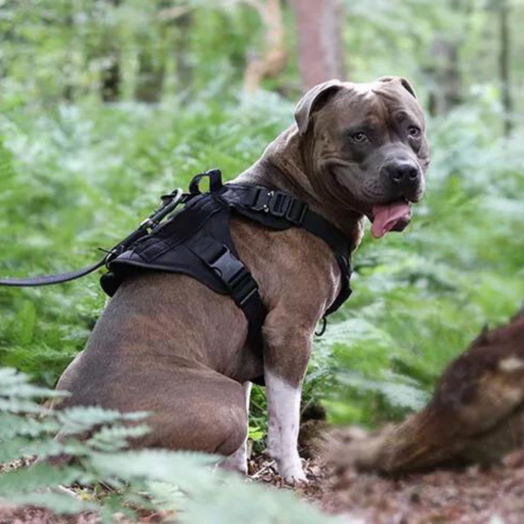 TACTIC PRO™ | HARNAIS TACTIQUE CHIEN