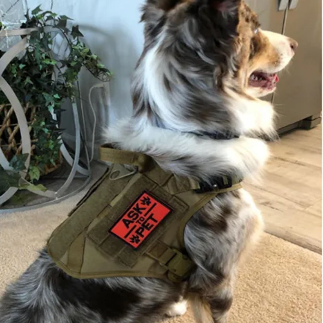 TACTIC PRO™ | HARNAIS TACTIQUE CHIEN