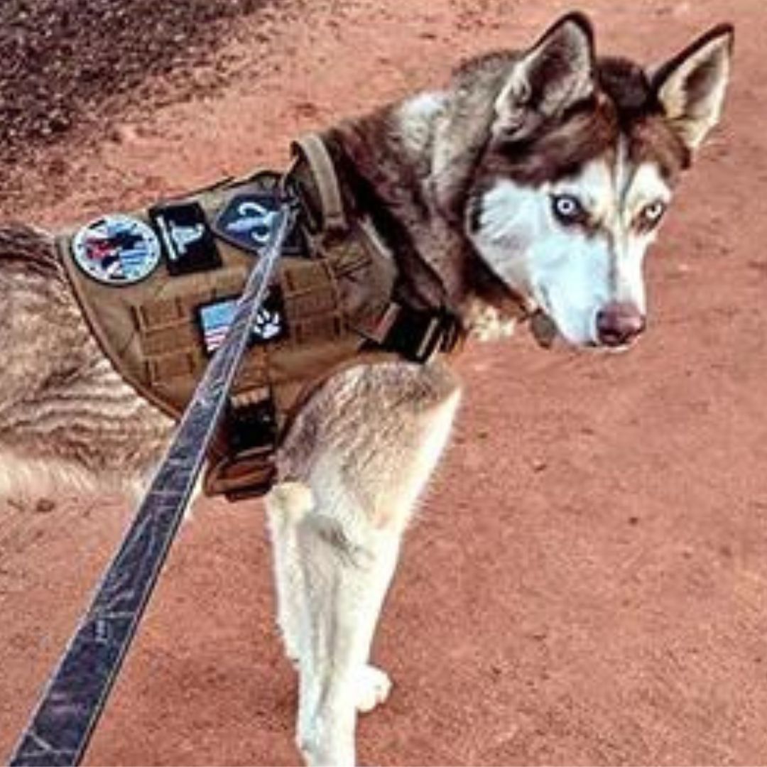 TACTIC PRO™ | HARNAIS TACTIQUE CHIEN
