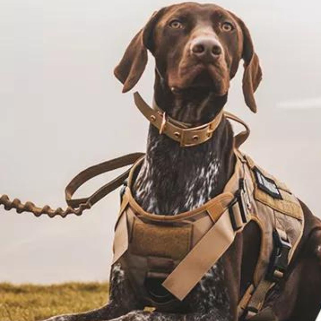 TACTIC EXPERT™ | HARNAIS TACTIQUE CHIEN