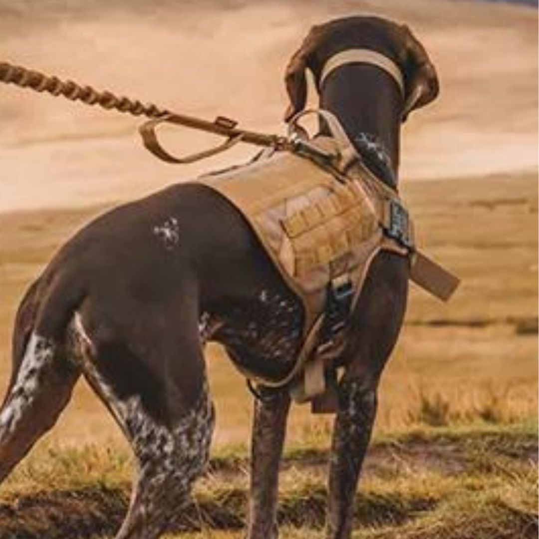TACTIC EXPERT™ | HARNAIS TACTIQUE CHIEN