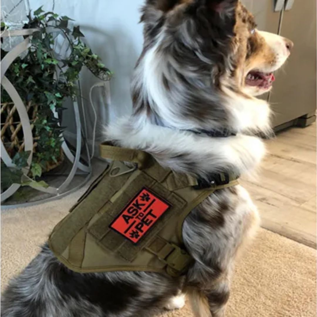 TACTIC EXPERT™ | HARNAIS TACTIQUE CHIEN