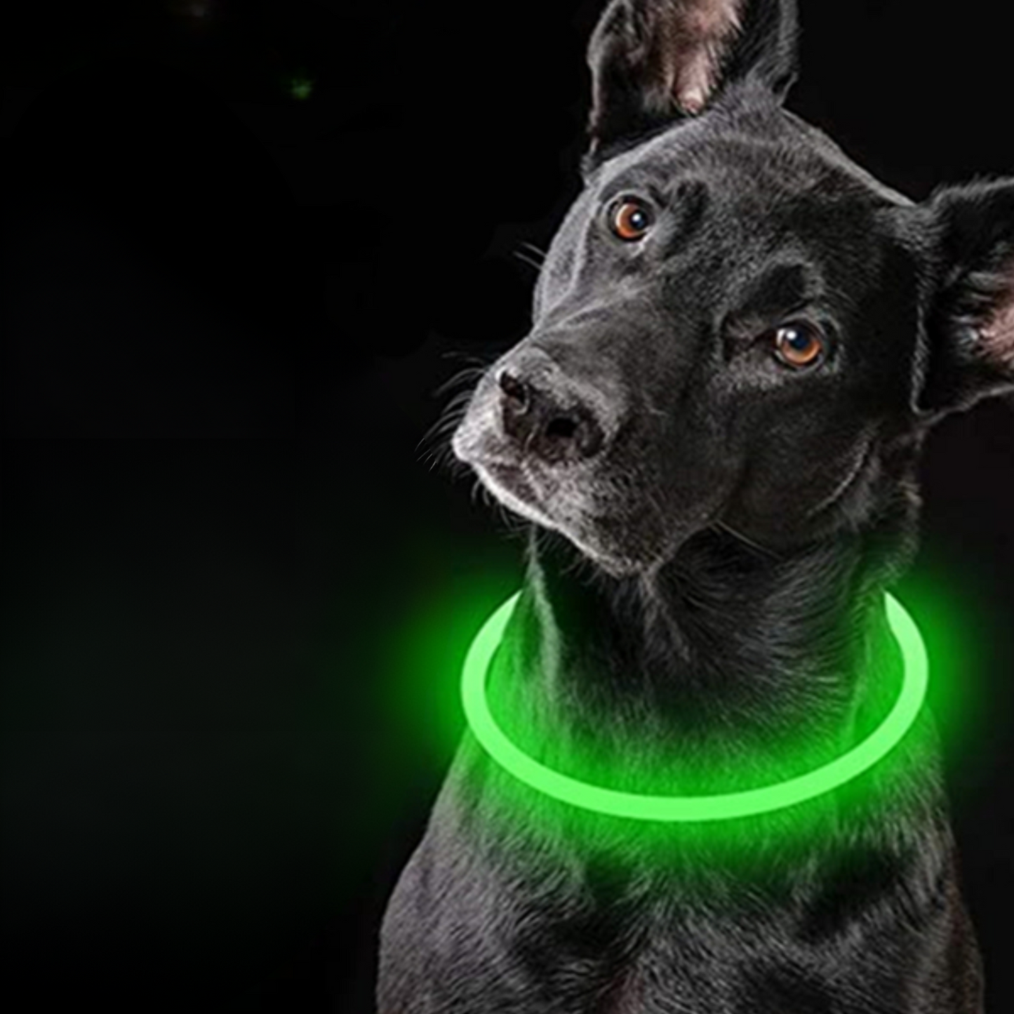 SAFE PROTECT™ | COLLIER LUMINEUX CHIEN