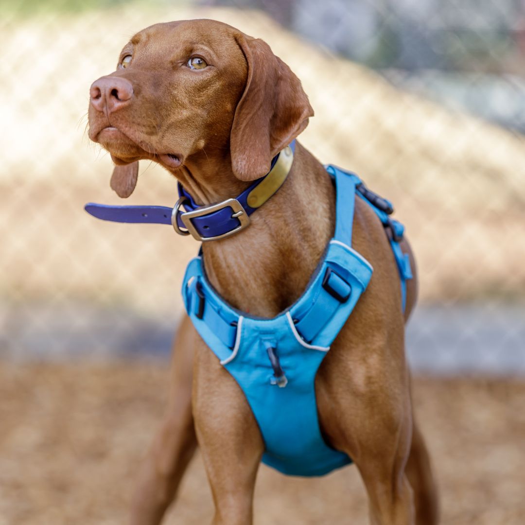 Choisir le bon harnais pour chien : Les erreurs à ne pas faire!