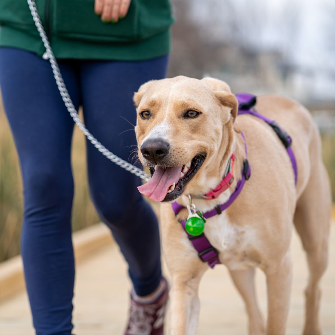 Comment choisir la bonne laisse pour mon chien ?