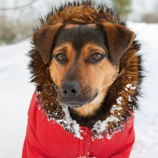 Comment choisir le manteau pour chien avec harnais intégré ?