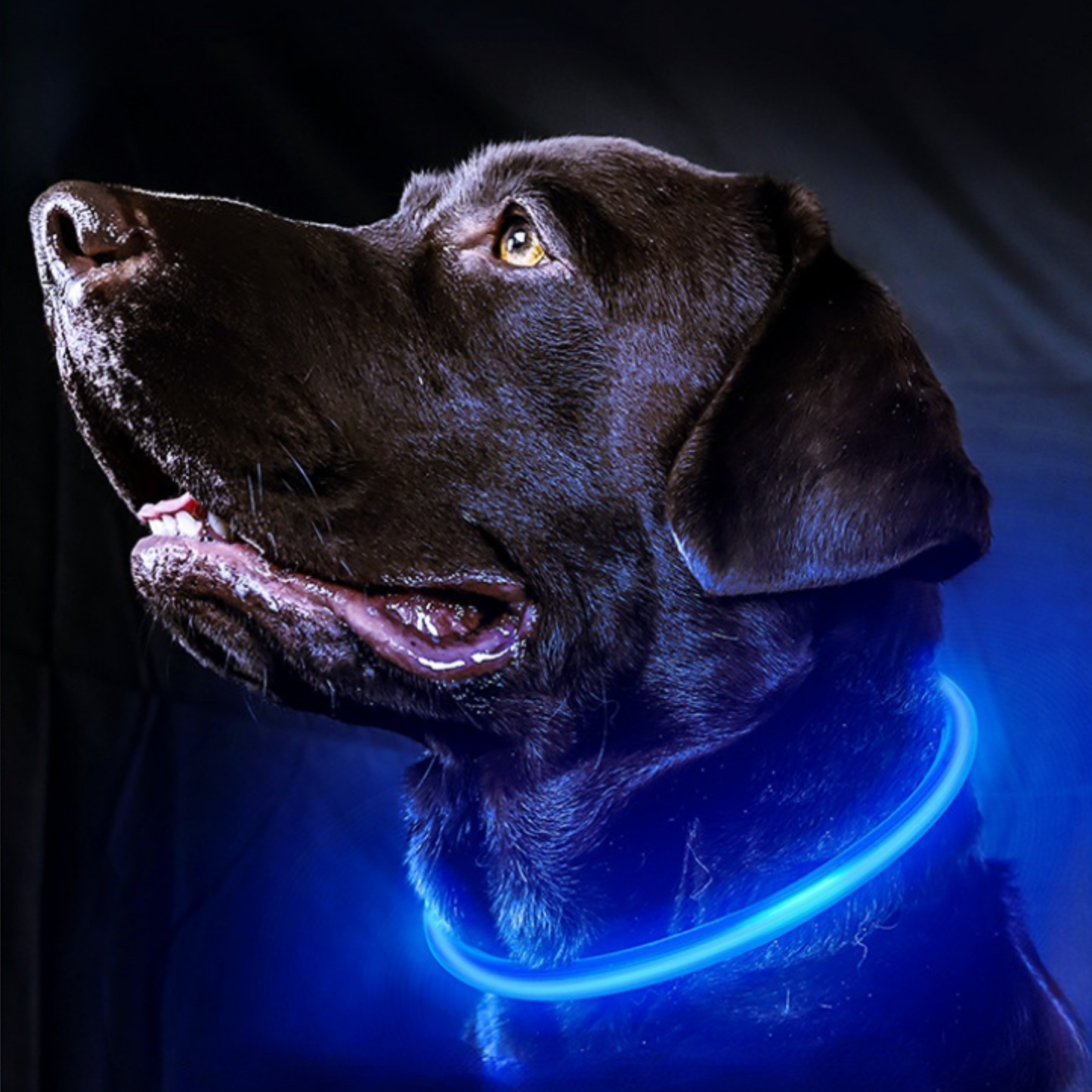SAFE PROTECT™ | COLLIER LUMINEUX CHIEN