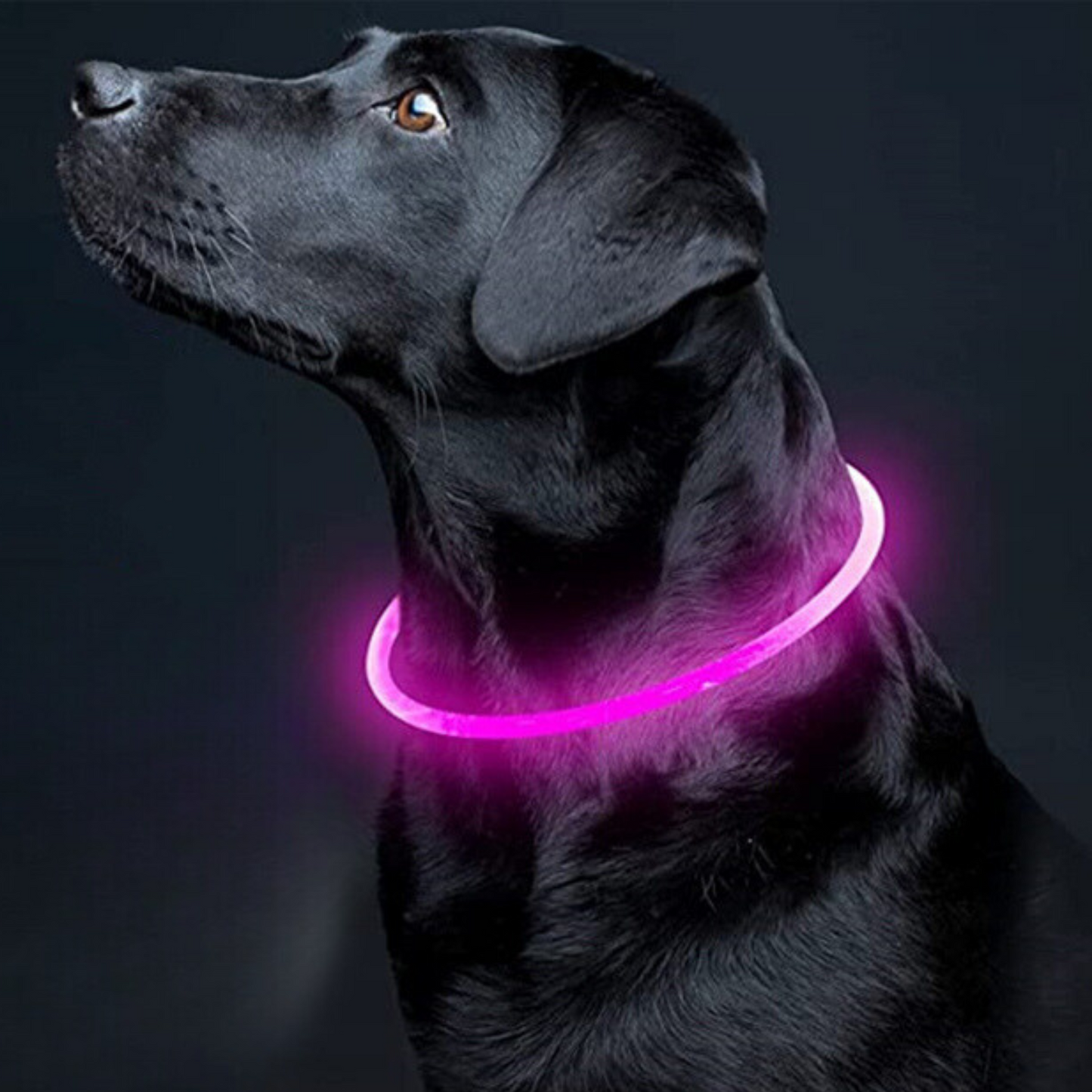 SAFE PROTECT™ | COLLIER LUMINEUX CHIEN