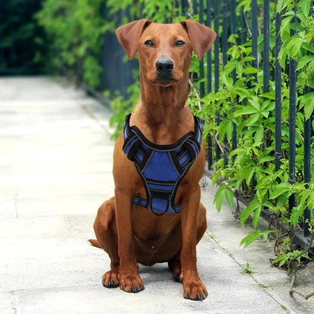 CONTROL HARNESS™ | HARNAIS ANTI TRACTION CHIEN