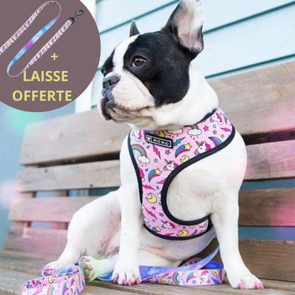 FRENCH LOVER™| HARNAIS BOULEDOGUE FRANÇAIS