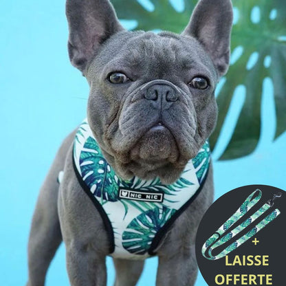 FRENCH LOVER™| HARNAIS BOULEDOGUE FRANÇAIS