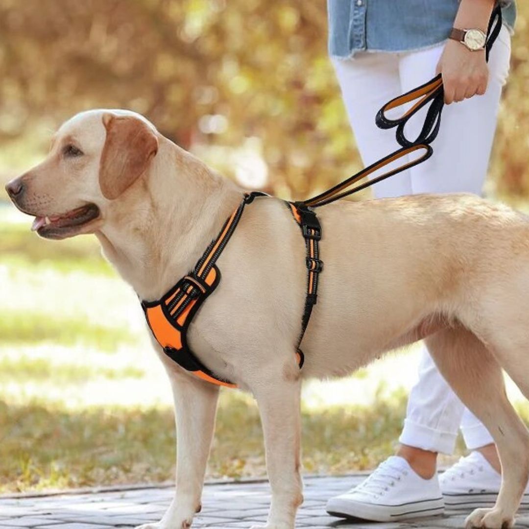RELAX HARNESS™ | HARNAIS CHIEN ANTI TRACTION