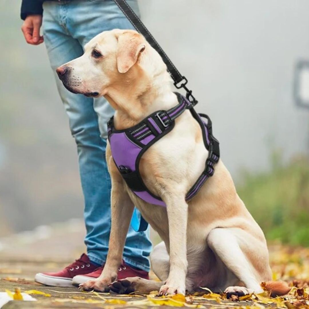 RELAX HARNESS™ | HARNAIS CHIEN ANTI TRACTION