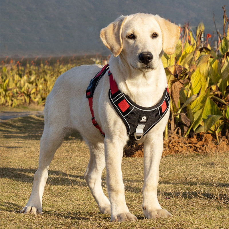 Harnais anti-traction pour chien : Confort et contrôle lors des